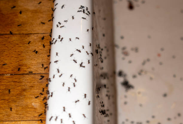 Best Wildlife Control Services  in Pawtucket, RI
