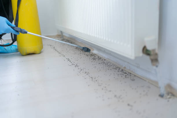 Best Pest Control for Homes  in Pawtucket, RI