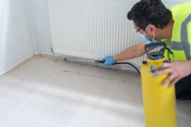 Best Wasp Removal Services  in Pawtucket, RI